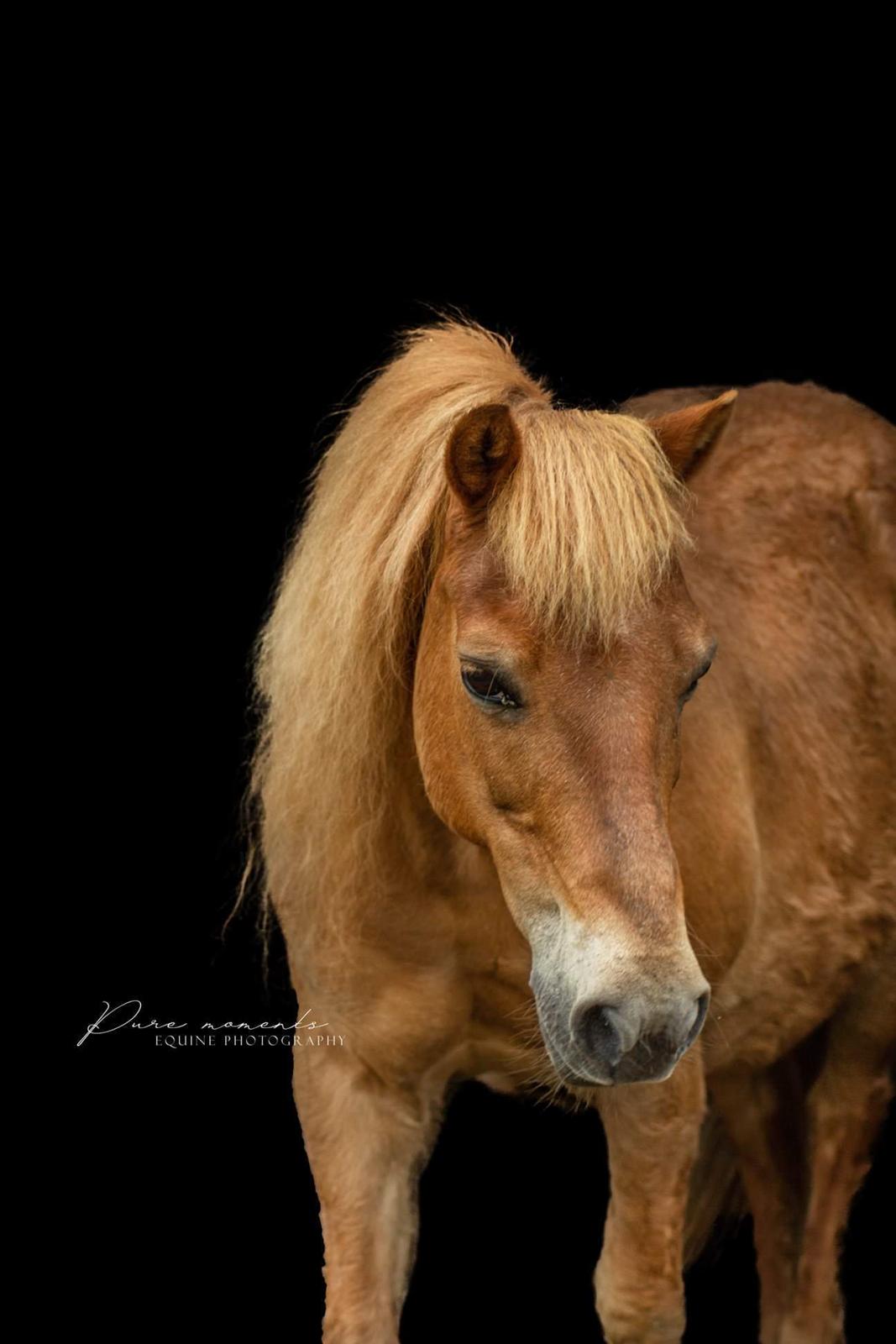 Gotlandsruss Dioni M aka Djuni billede 18