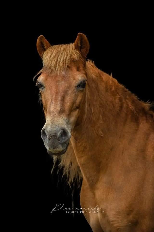 Gotlandsruss Dioni M aka Djuni billede 1