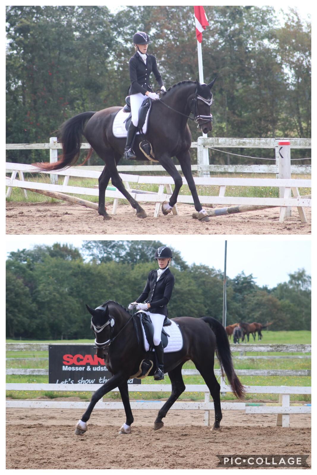 Dansk Varmblod Diega gold s.g. - Stævne d. 18/08/2019 billede 2