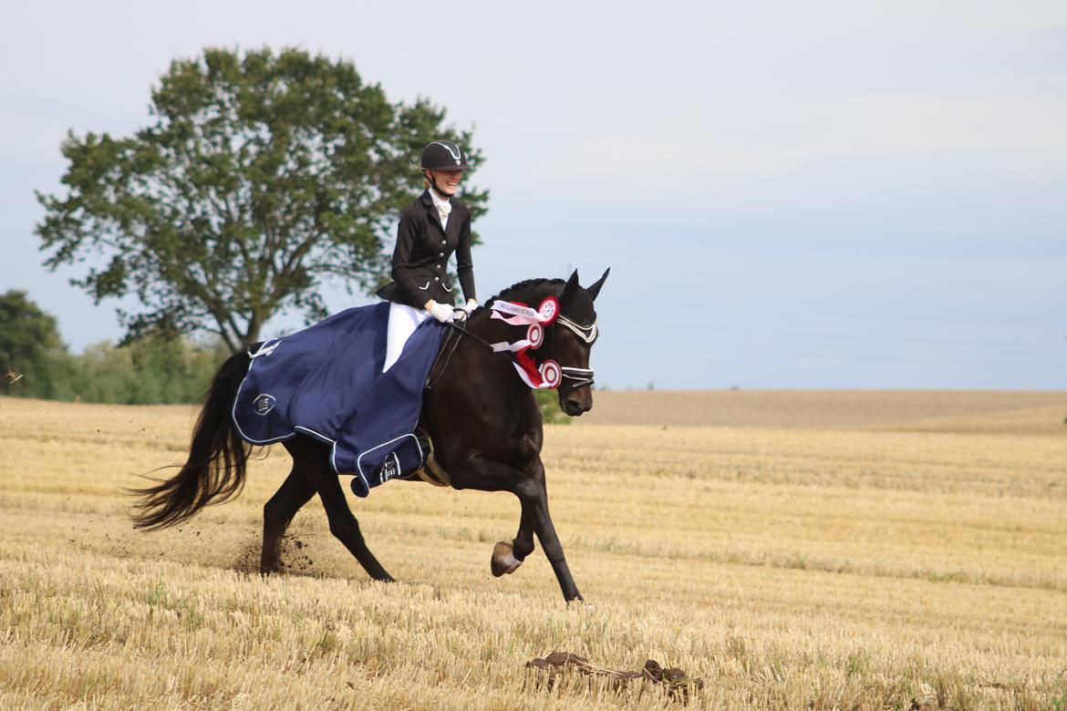 Dansk Varmblod Diega gold s.g. - Vinder af stald-direkte cup billede 3
