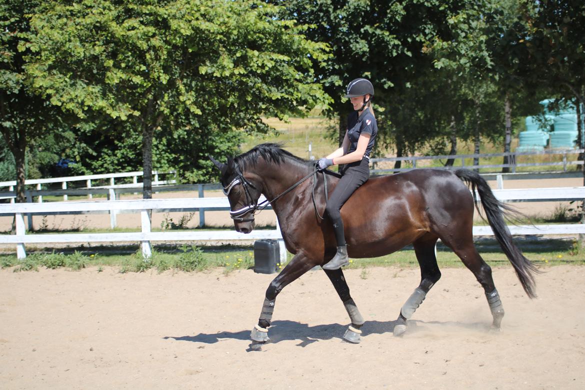 Dansk Varmblod Diega gold s.g. billede 6