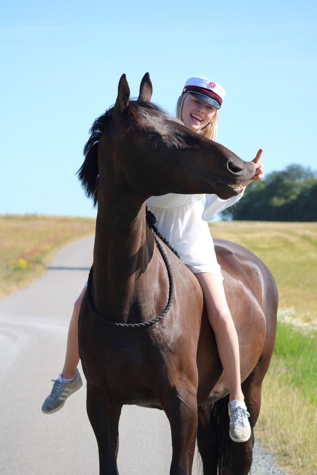 Dansk Varmblod Diega gold s.g. - Student 2019 billede 9