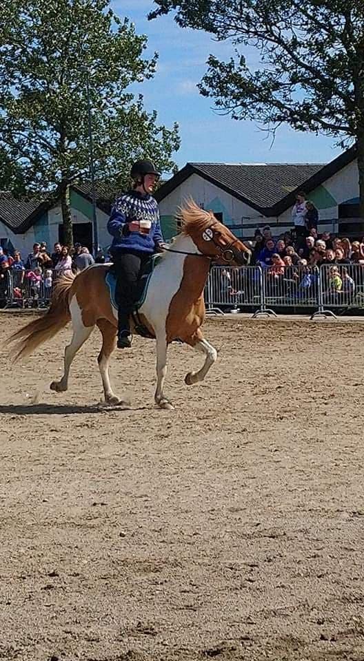 Islænder Glitfaxi fra Spøttrup - Landsskuet 2019 til show med øltølt! <3  billede 9