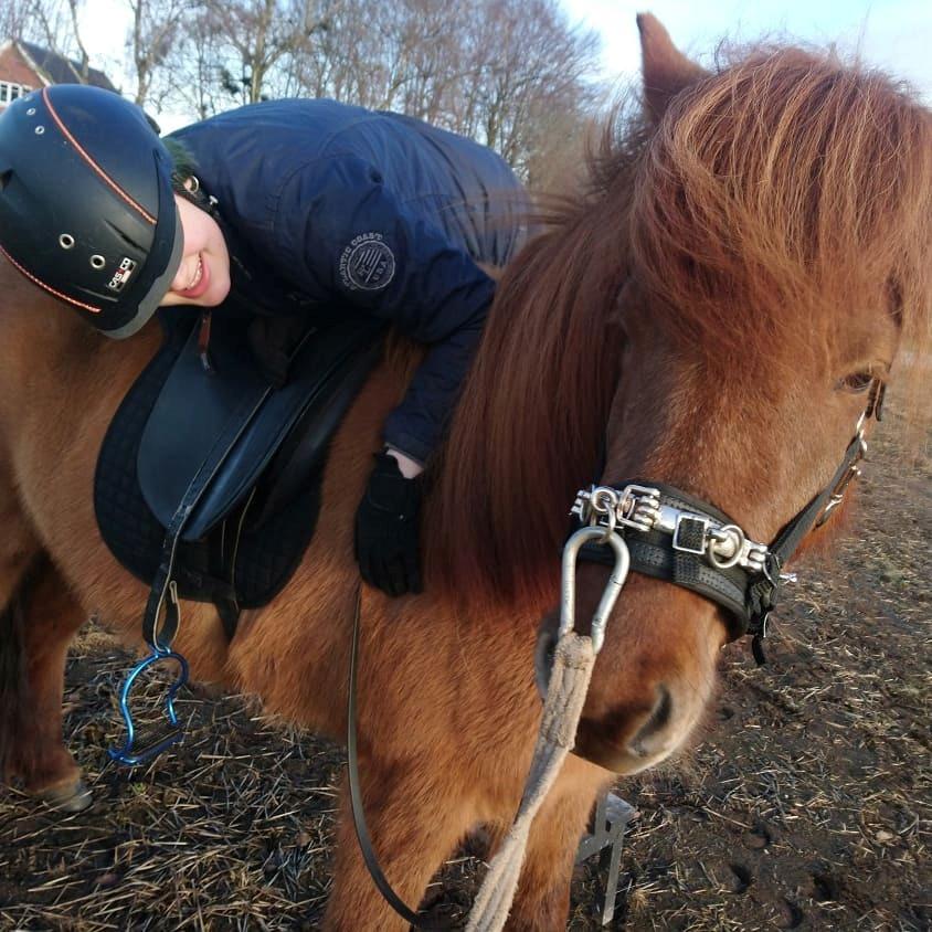 Islænder Glossa fra Rolighed - 12. februar 2019 Vi starter tilridning billede 7