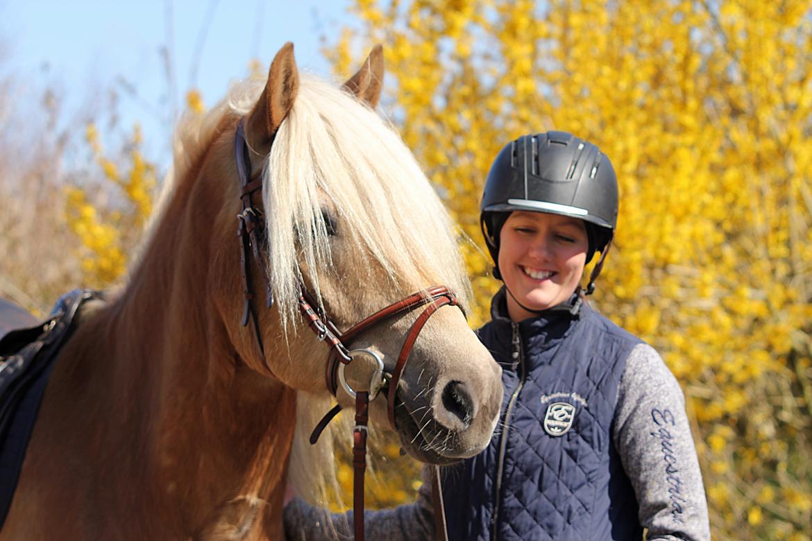 Haflinger Marco billede 5