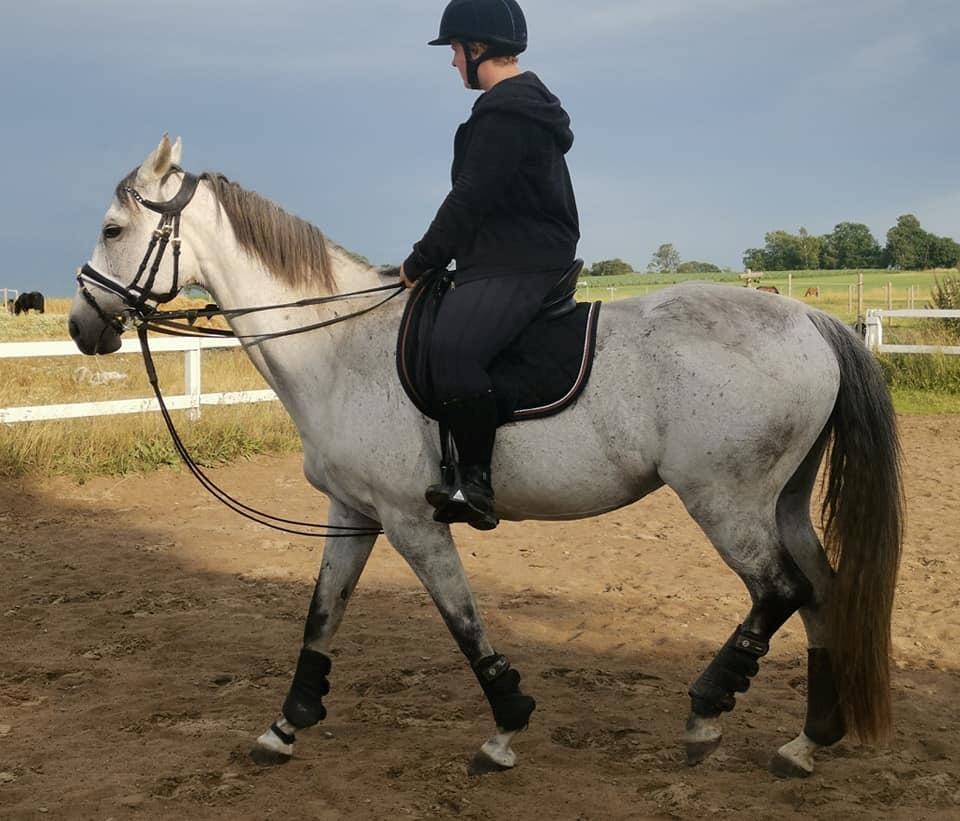 Dansk Varmblod (Miss Dulle) Mille billede 15