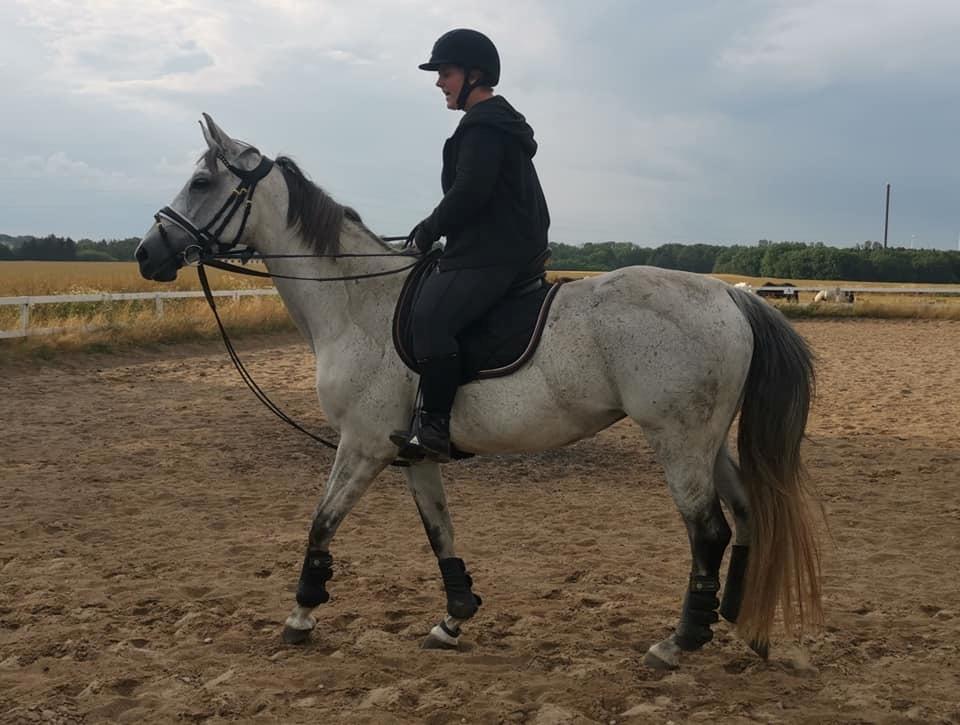 Dansk Varmblod (Miss Dulle) Mille billede 13