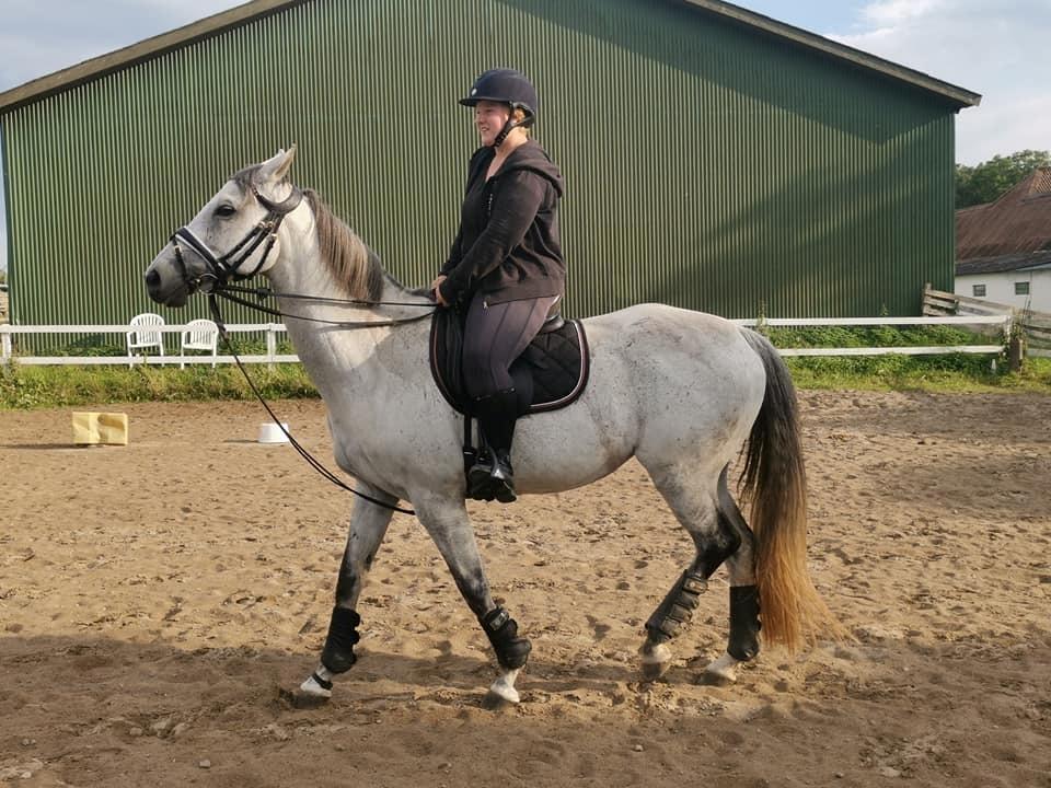 Dansk Varmblod (Miss Dulle) Mille billede 17