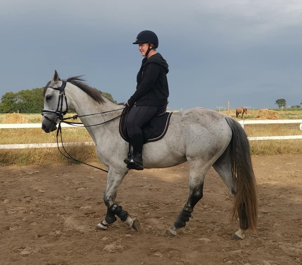 Dansk Varmblod (Miss Dulle) Mille billede 18