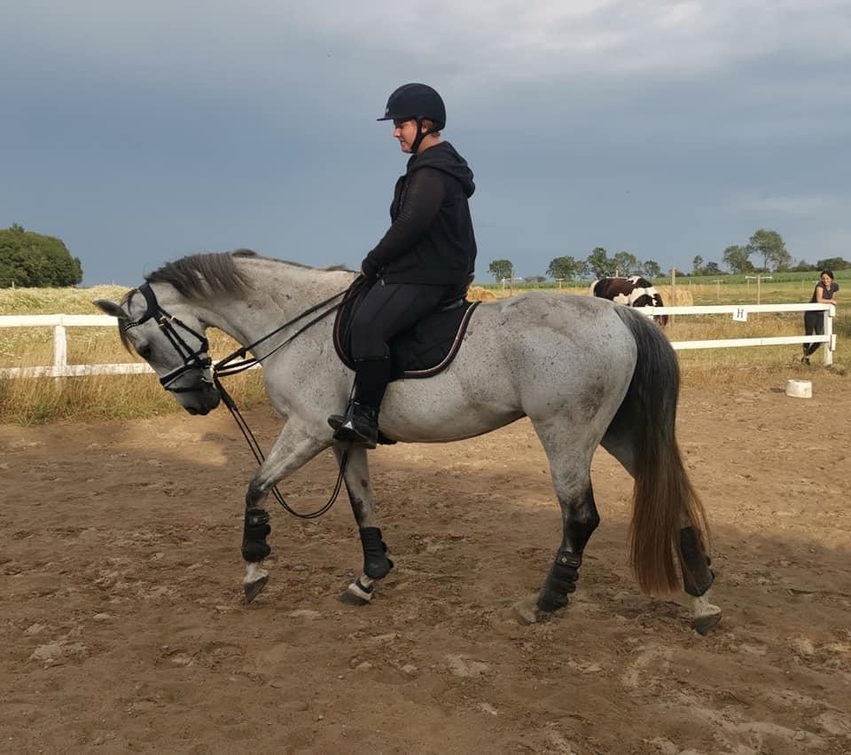 Dansk Varmblod (Miss Dulle) Mille billede 21