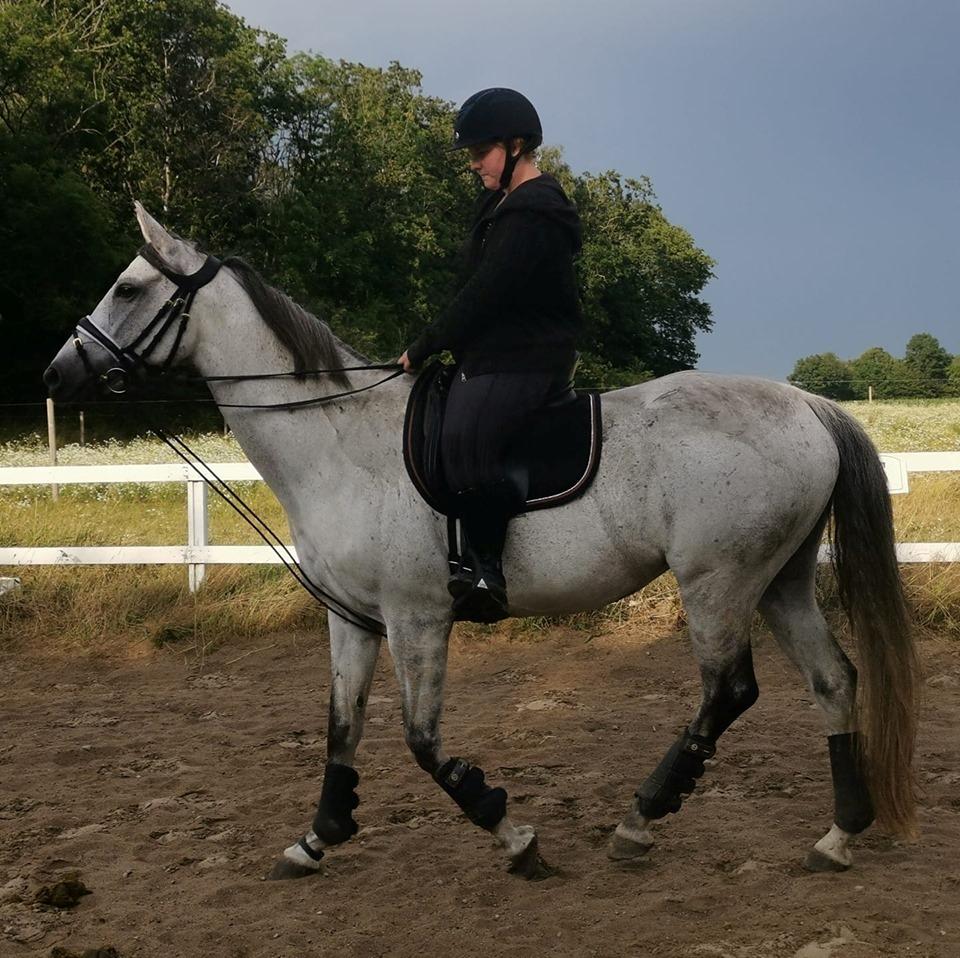 Dansk Varmblod (Miss Dulle) Mille billede 24