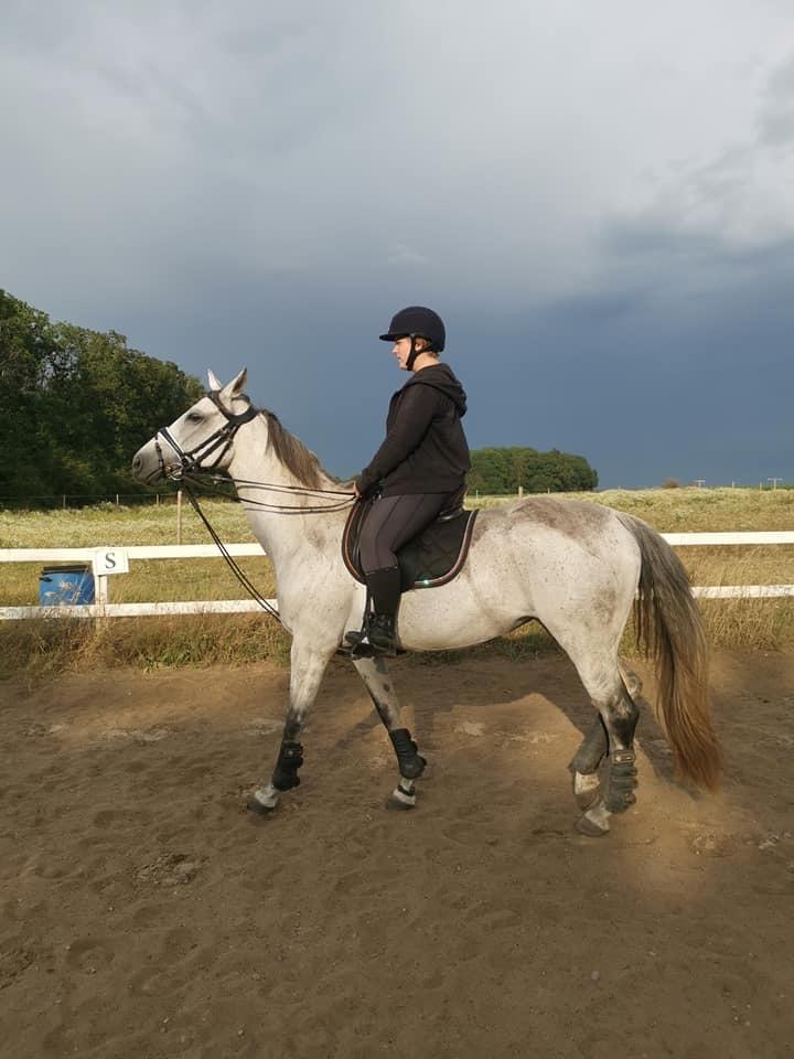 Dansk Varmblod (Miss Dulle) Mille billede 28