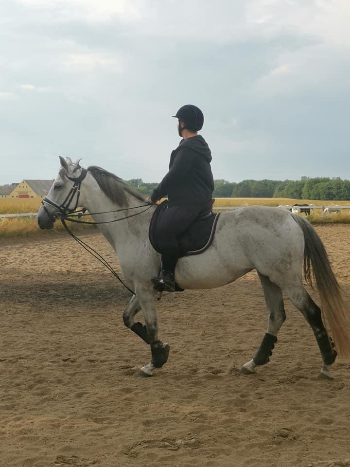 Dansk Varmblod (Miss Dulle) Mille billede 27