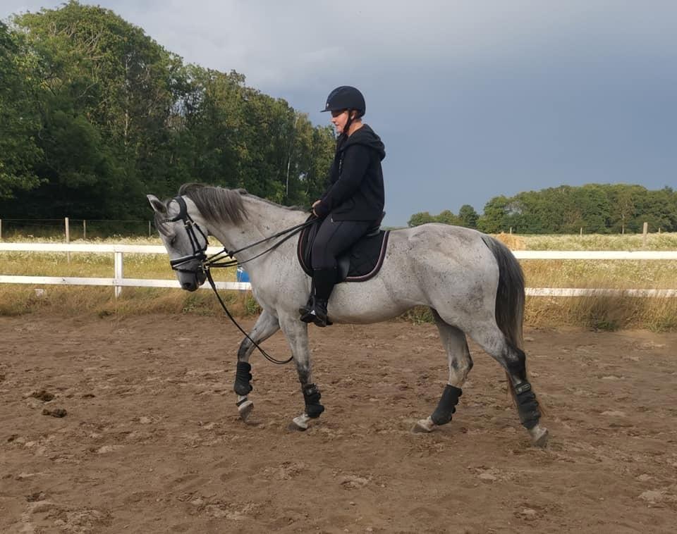 Dansk Varmblod (Miss Dulle) Mille billede 29