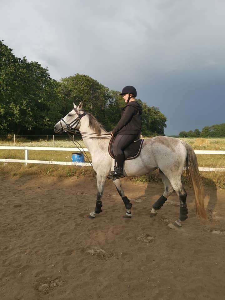 Dansk Varmblod (Miss Dulle) Mille billede 30