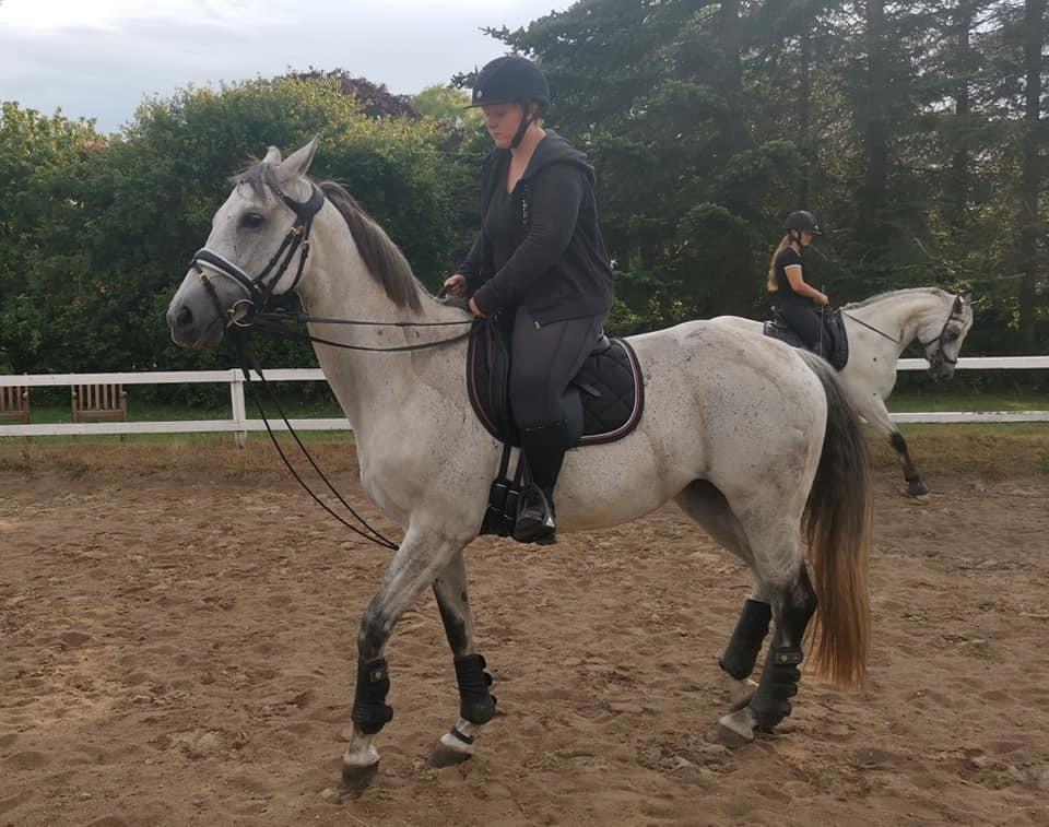 Dansk Varmblod (Miss Dulle) Mille billede 32