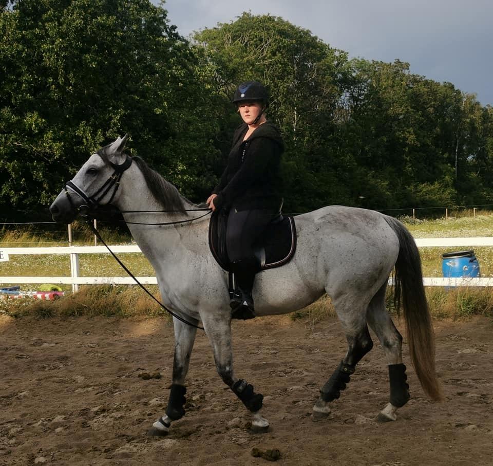 Dansk Varmblod (Miss Dulle) Mille billede 31