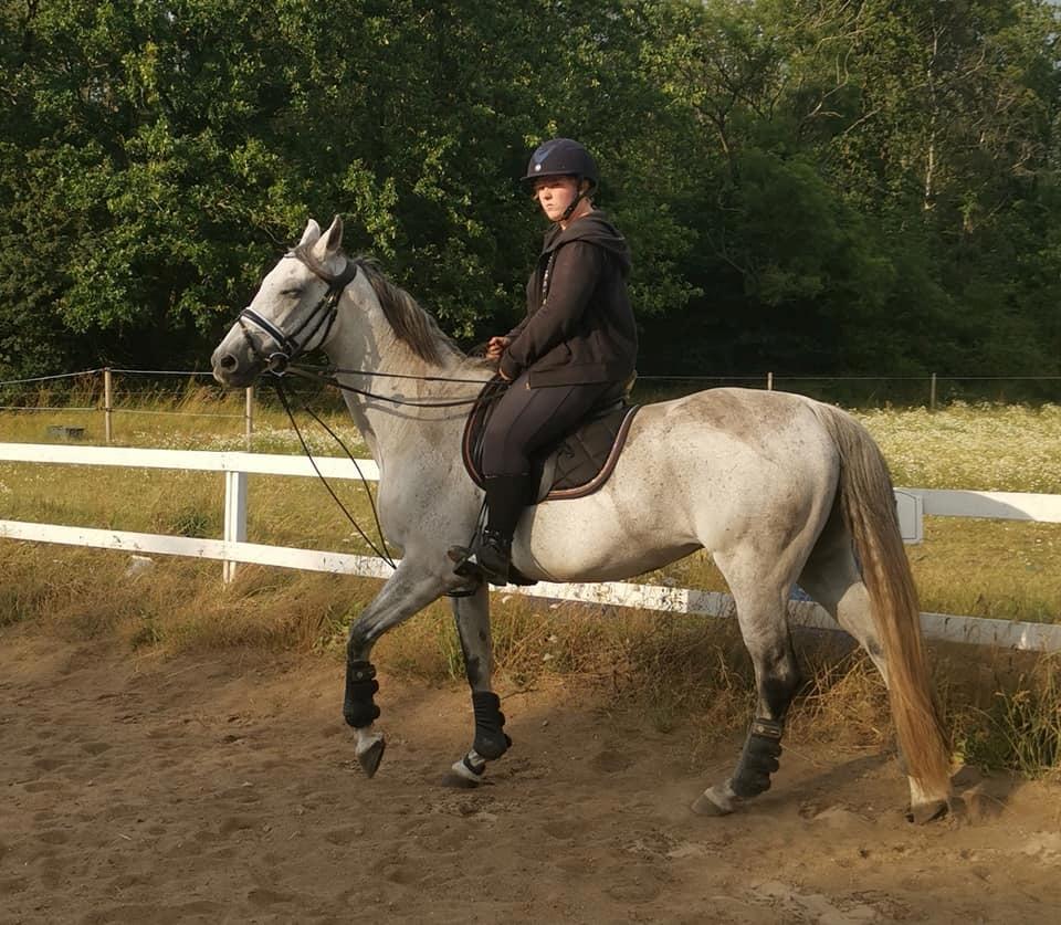 Dansk Varmblod (Miss Dulle) Mille billede 33