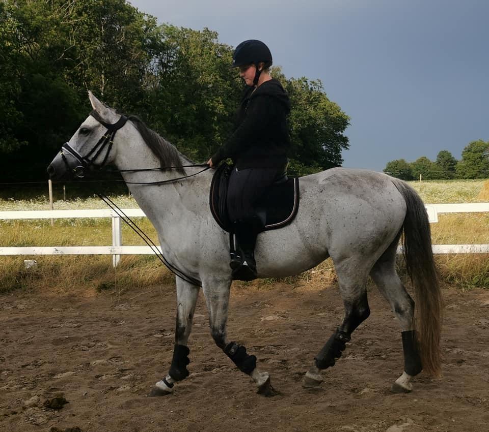 Dansk Varmblod (Miss Dulle) Mille billede 34