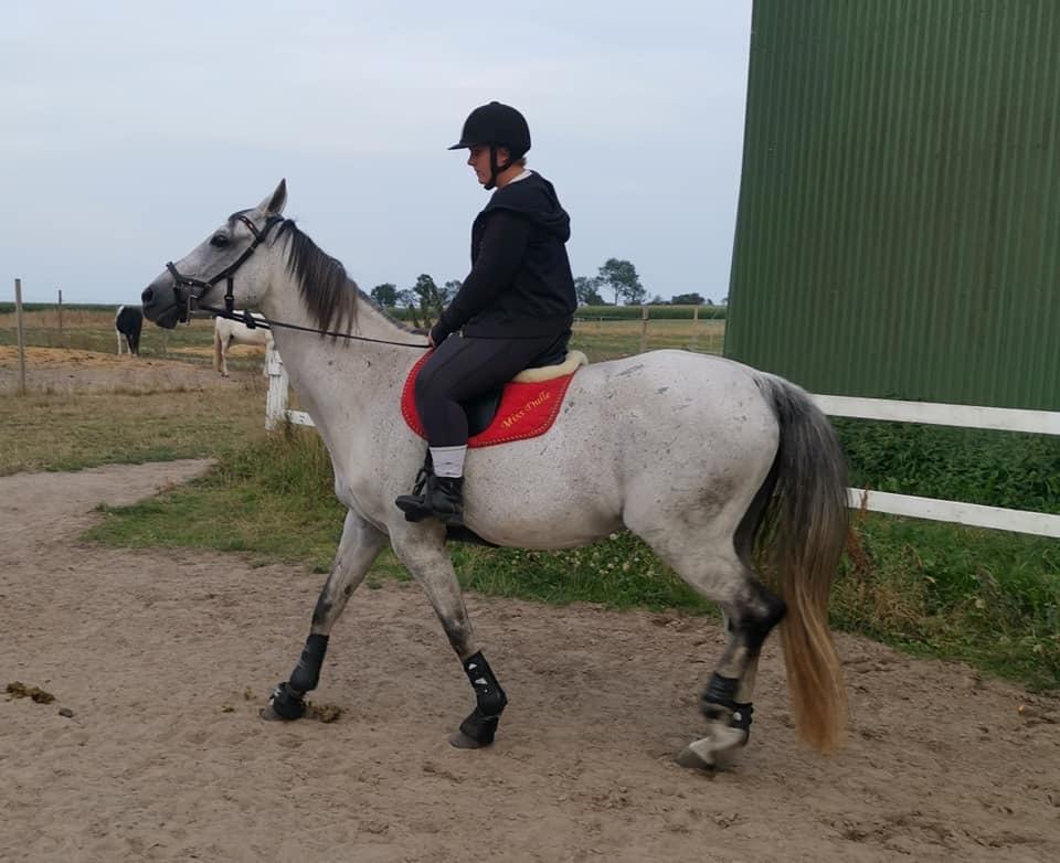 Dansk Varmblod (Miss Dulle) Mille billede 36