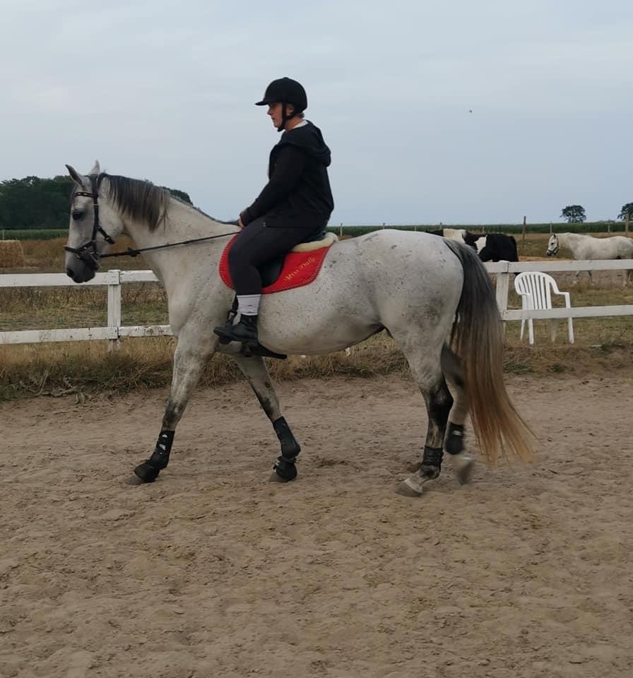 Dansk Varmblod (Miss Dulle) Mille billede 40