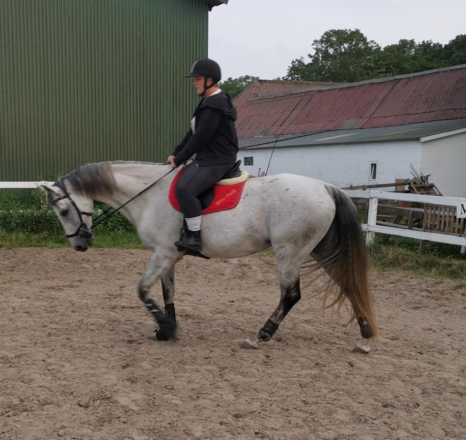 Dansk Varmblod (Miss Dulle) Mille billede 39