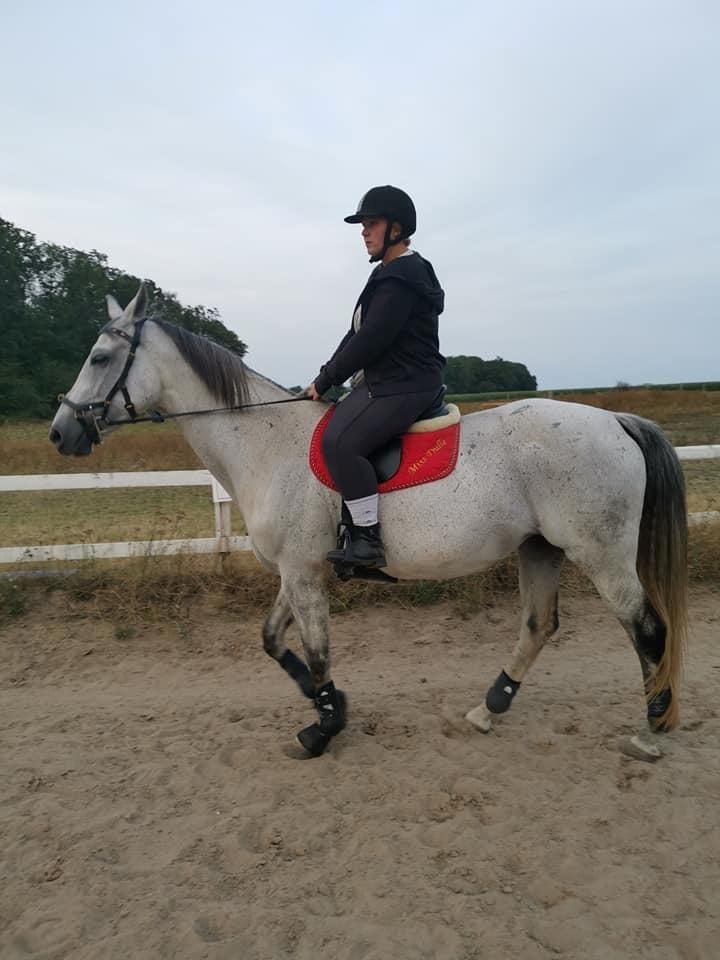 Dansk Varmblod (Miss Dulle) Mille billede 41