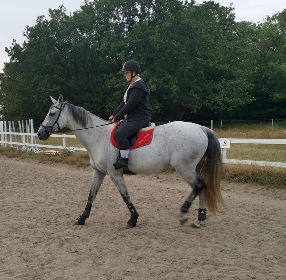 Dansk Varmblod (Miss Dulle) Mille billede 43