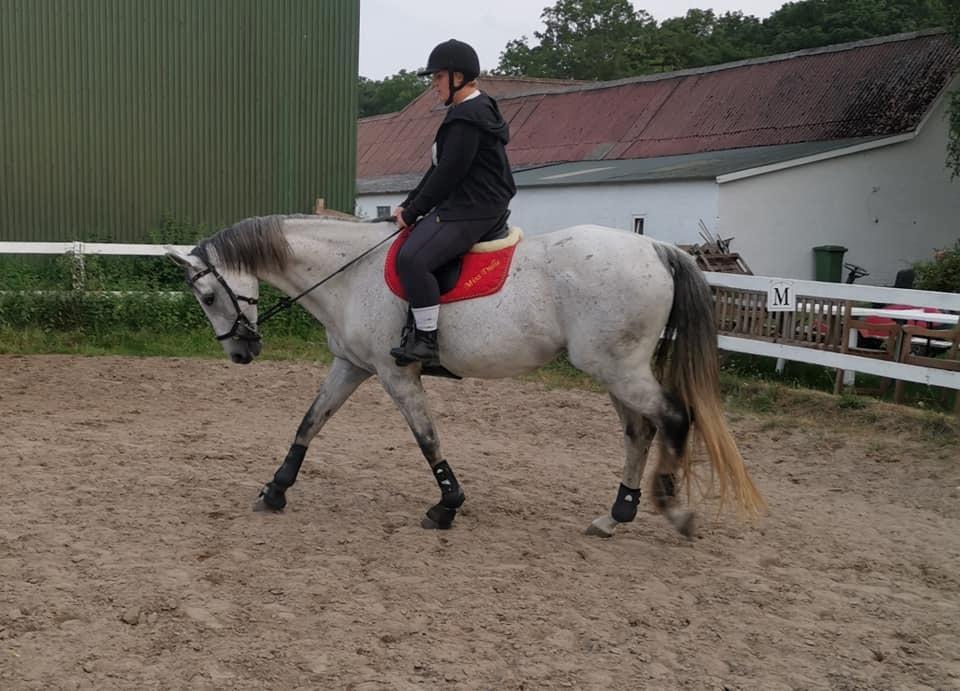 Dansk Varmblod (Miss Dulle) Mille billede 44