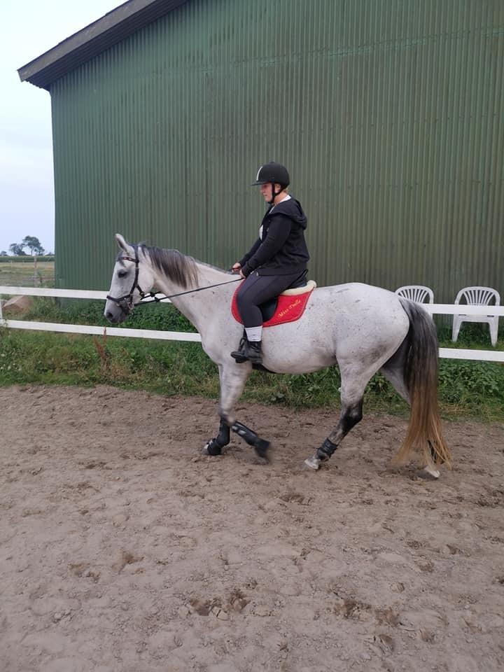 Dansk Varmblod (Miss Dulle) Mille billede 46