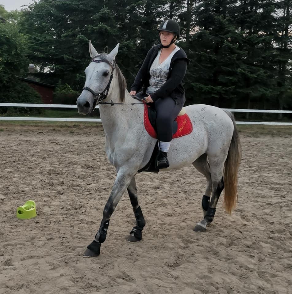 Dansk Varmblod (Miss Dulle) Mille billede 47