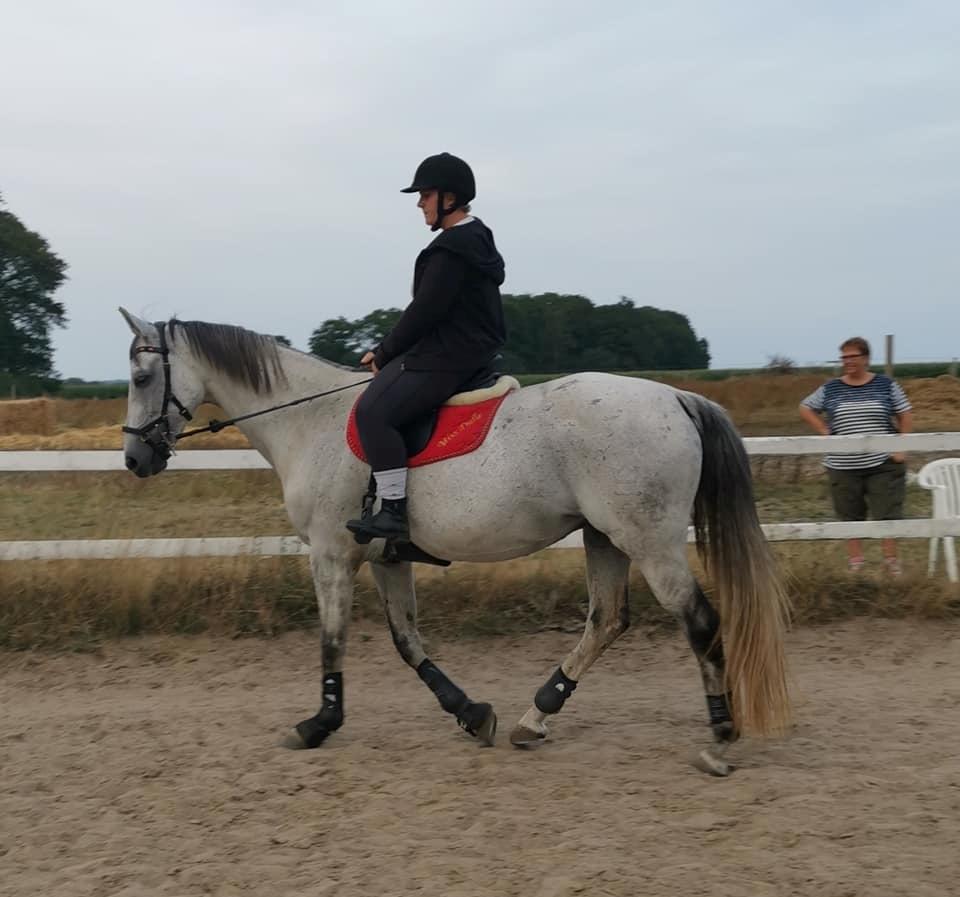 Dansk Varmblod (Miss Dulle) Mille billede 48