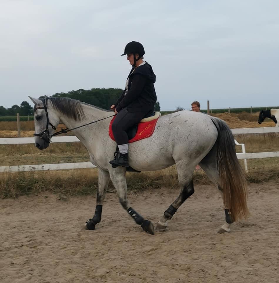 Dansk Varmblod (Miss Dulle) Mille billede 49