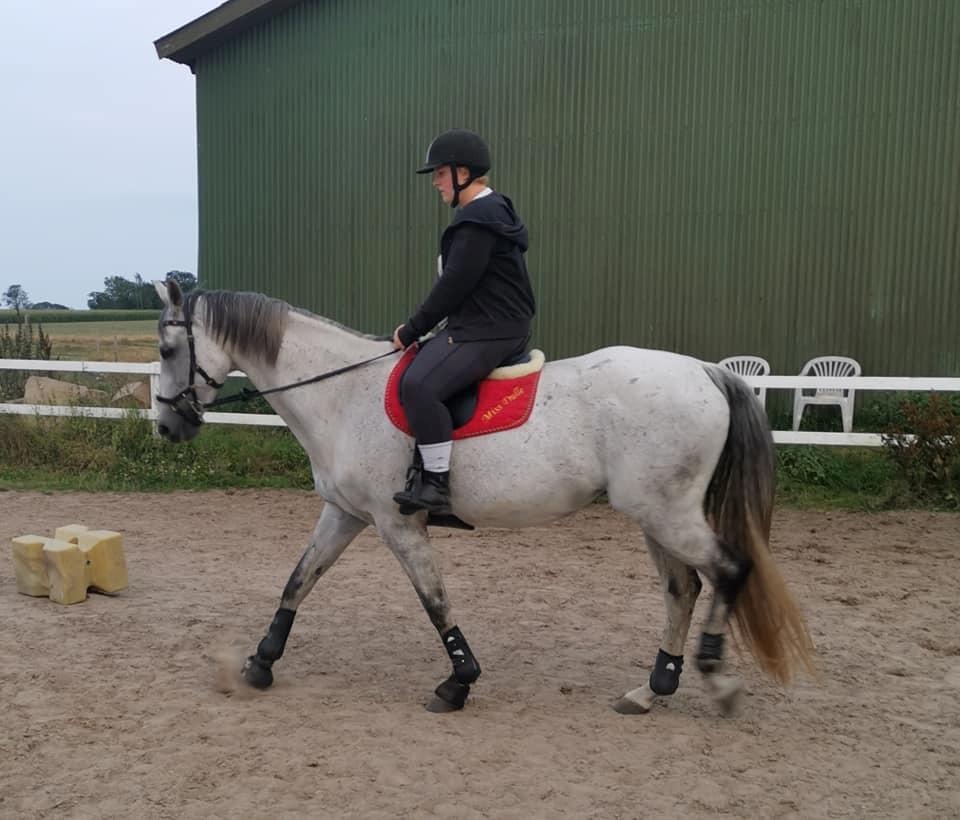 Dansk Varmblod (Miss Dulle) Mille billede 45