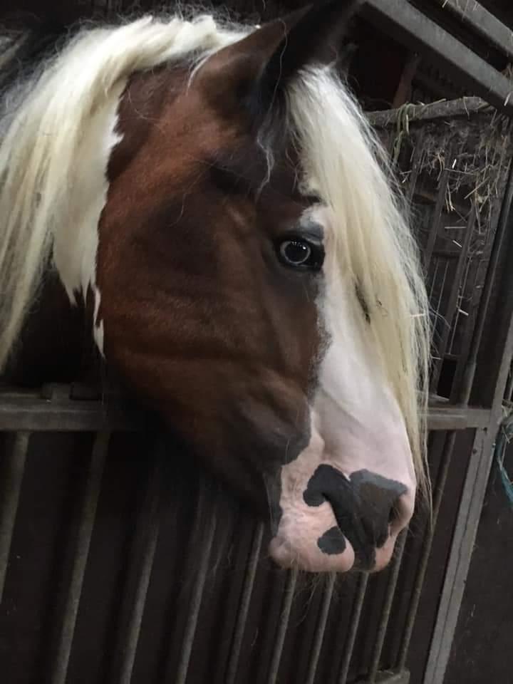 Irish Cob klosters Blue eyed florian gypsy vanner billede 3
