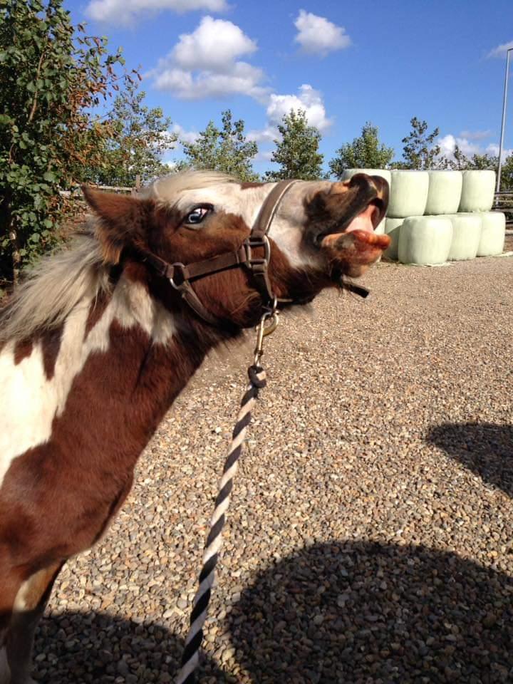 Irish Cob klosters Blue eyed florian gypsy vanner billede 9