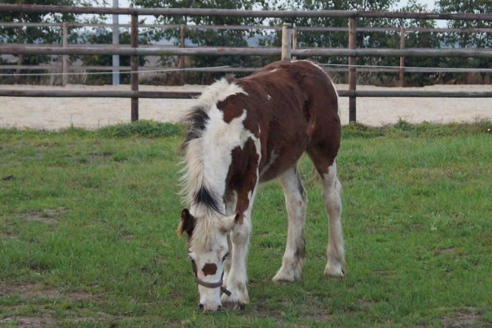 Irish Cob klosters Blue eyed florian gypsy vanner billede 12