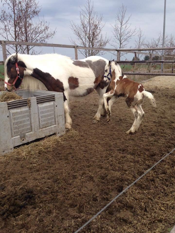 Irish Cob klosters Blue eyed florian gypsy vanner billede 11