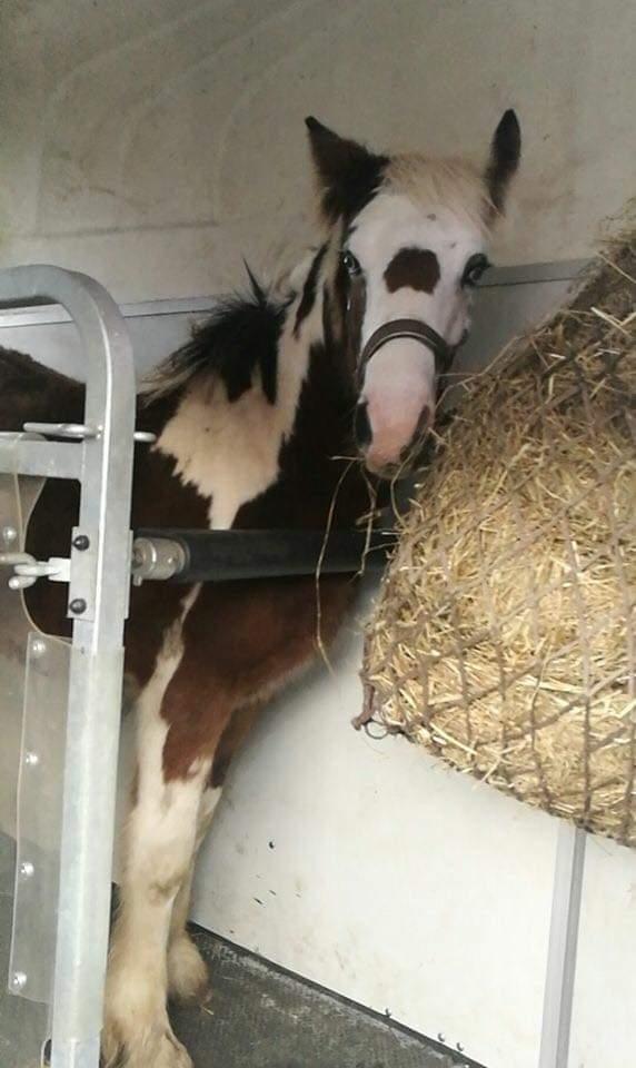 Irish Cob klosters Blue eyed florian gypsy vanner billede 13