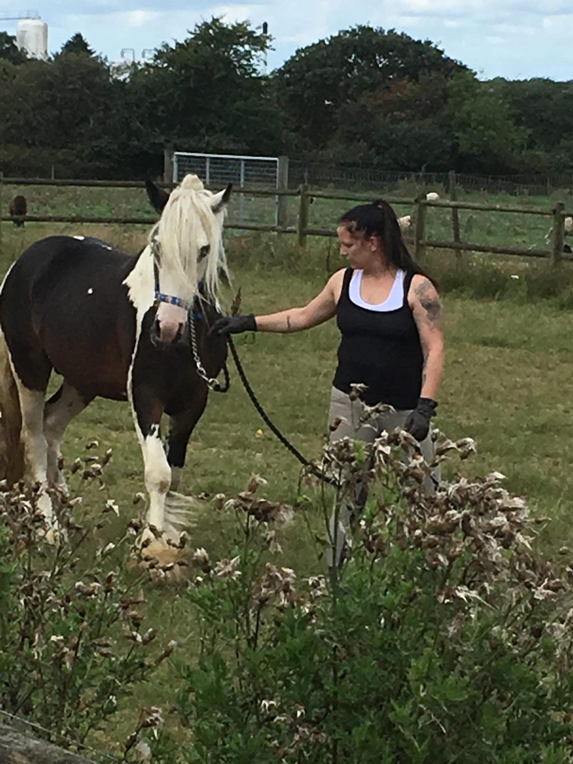 Irish Cob klosters Blue eyed florian gypsy vanner billede 10