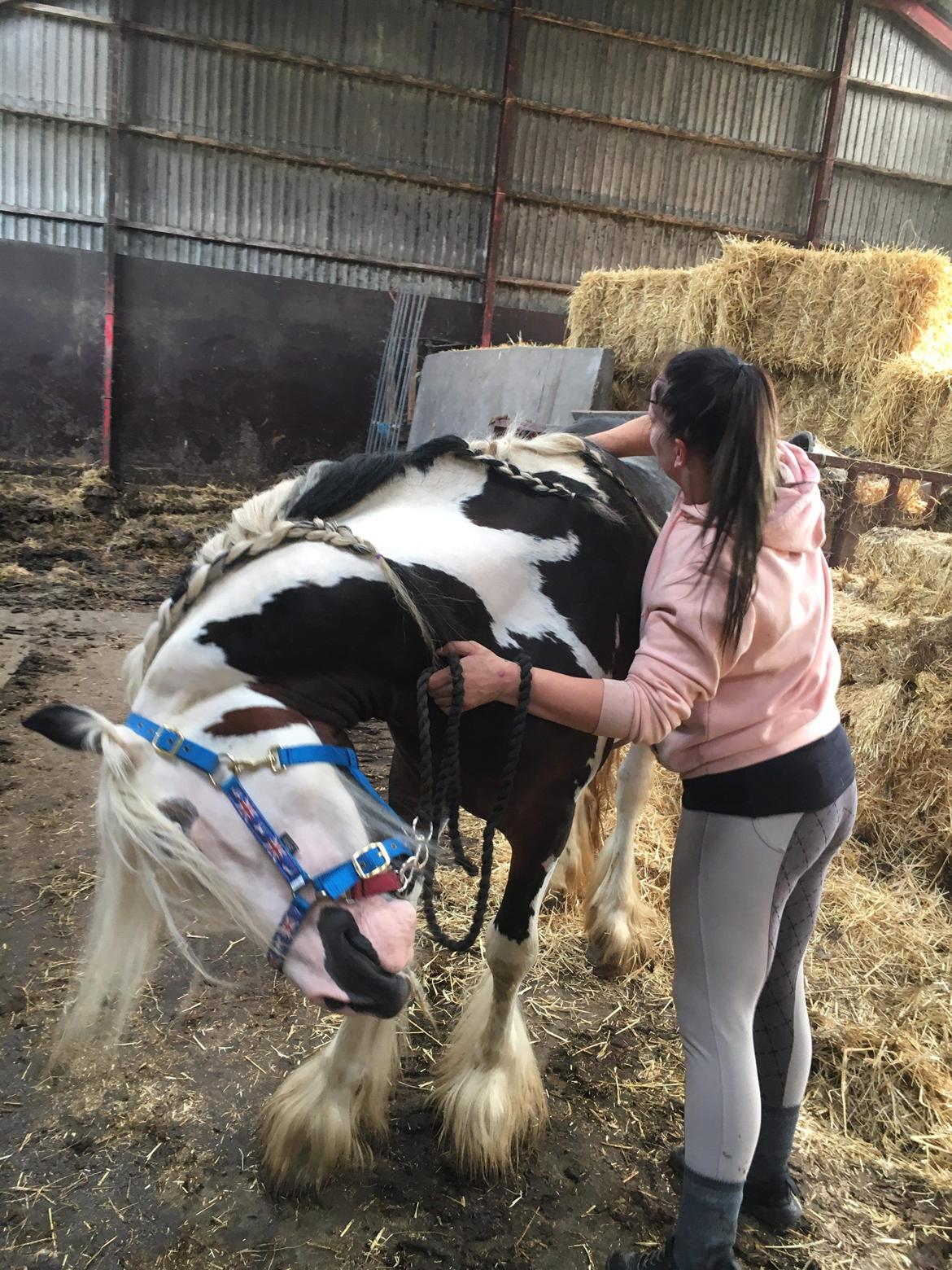 Irish Cob klosters Blue eyed florian gypsy vanner billede 4