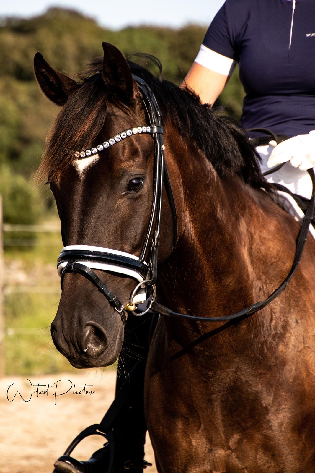 Hannoveraner Samurai V billede 19