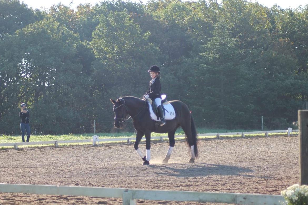 Anden særlig race Roya  billede 3