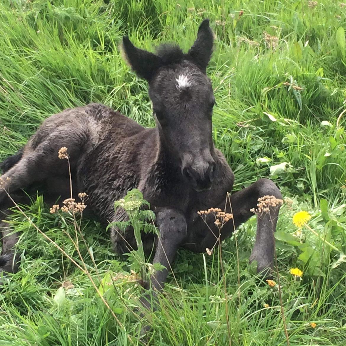Anden særlig race Roya  billede 9