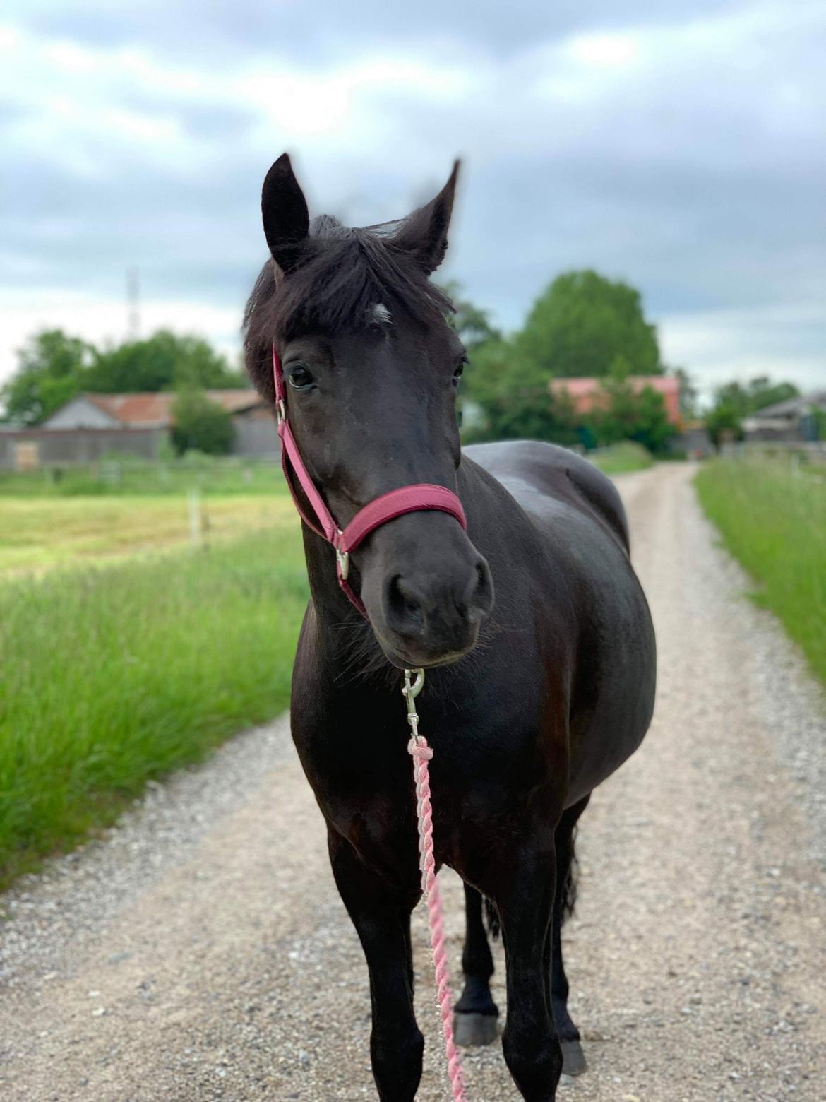 Anden særlig race Roya  billede 10