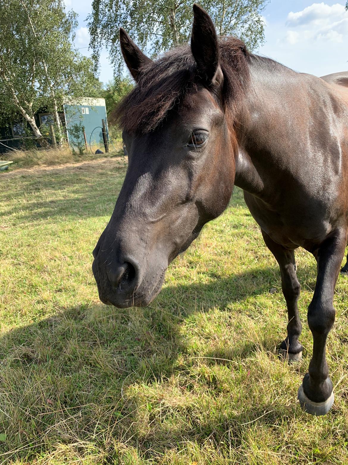 Anden særlig race Roya  billede 12