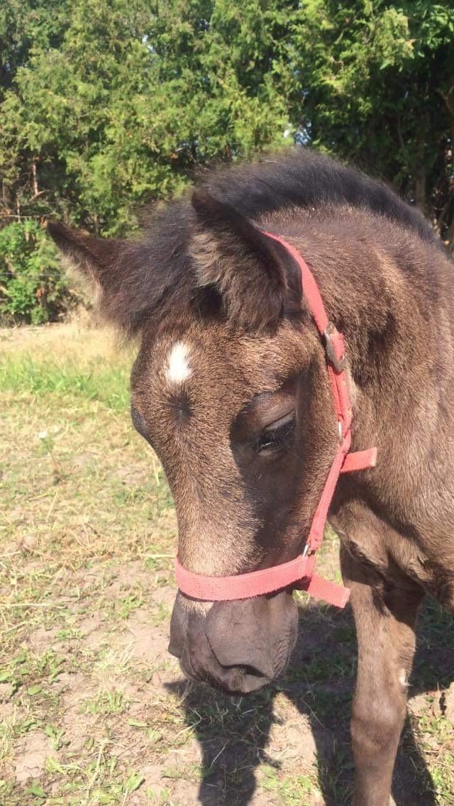 Anden særlig race Roya  billede 8