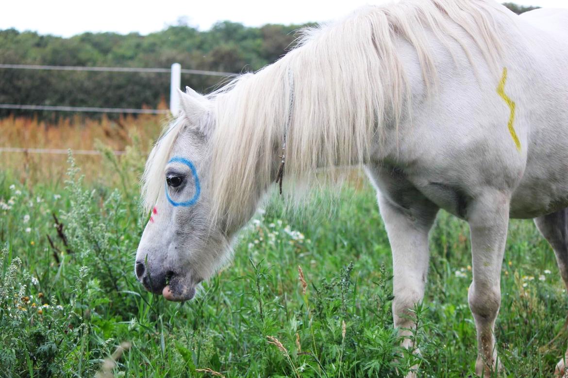 Welsh Mountain (sec A) Easy (HIMMELHEST) billede 11