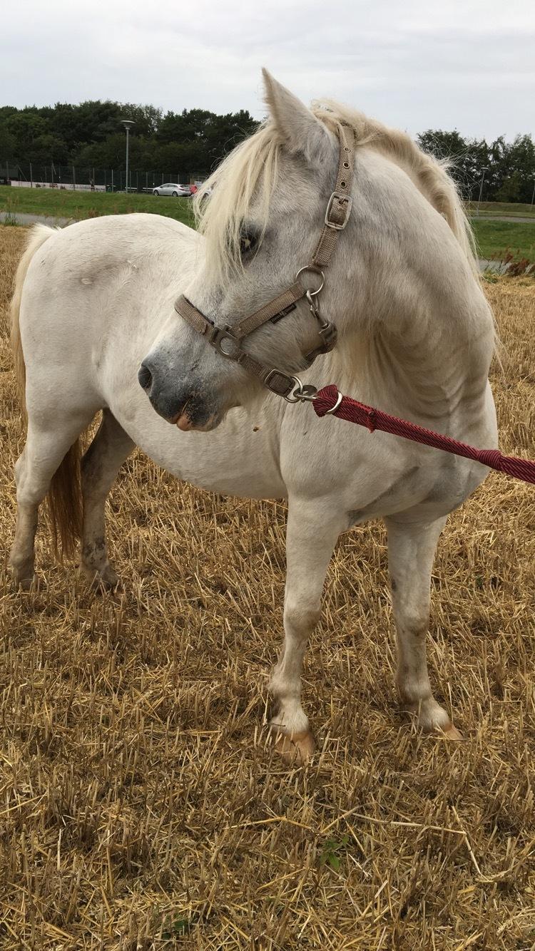 Welsh Mountain (sec A) Easy (HIMMELHEST) billede 10