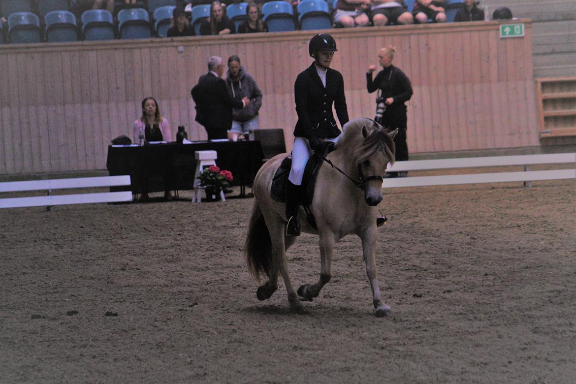 Fjordhest Ørvads lano billede 39